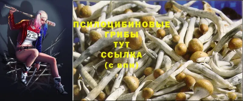 Галлюциногенные грибы Psilocybine cubensis  наркошоп  Гдов 